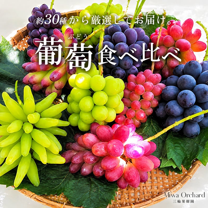 三輪果樹園 厳選ぶどう食べ比べセット
